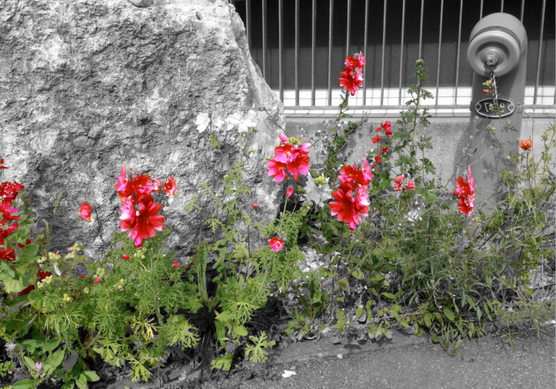 123 BE 2025 024 BS 2019 BLUMENREICH Cdrum rum Raumschule Foto Nevena Torboski 612