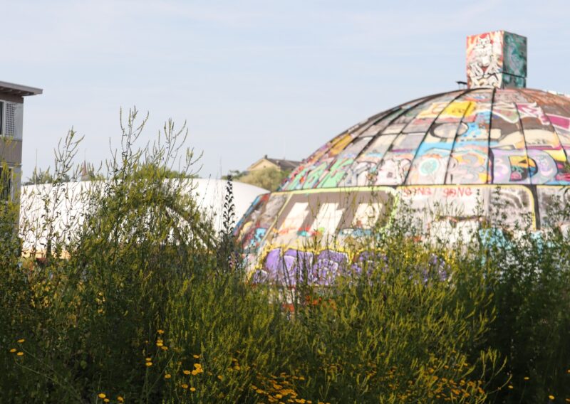 Lebnsraum Stadt Fiona Hofer